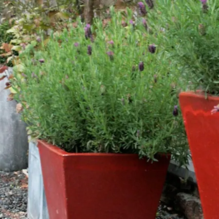 La Source Coquelicots *